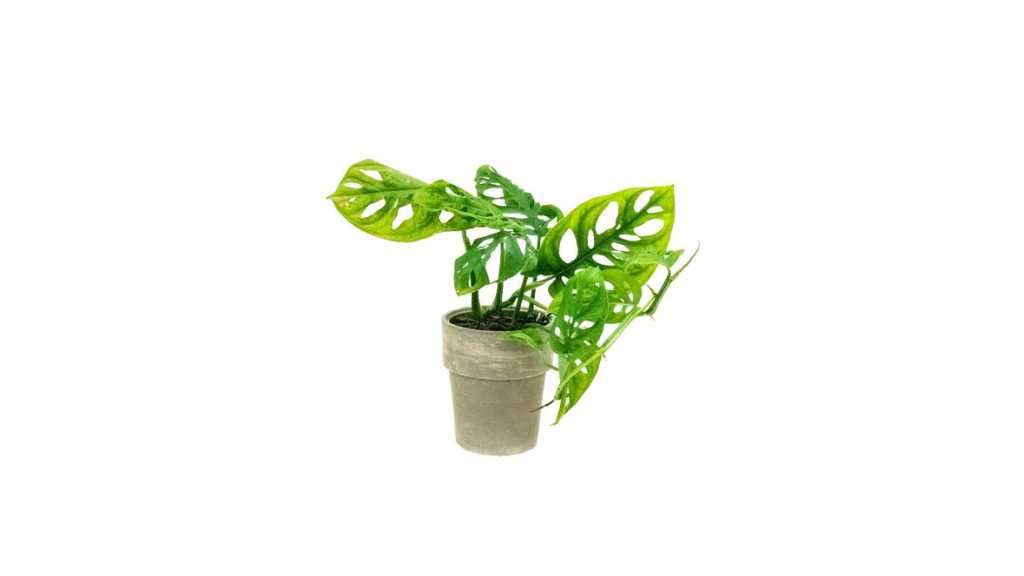 Monstera Adansonii Plant Care