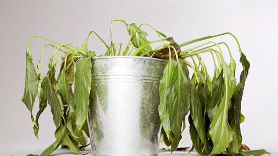 8 Things You Need to Know about Your New Plant Baby