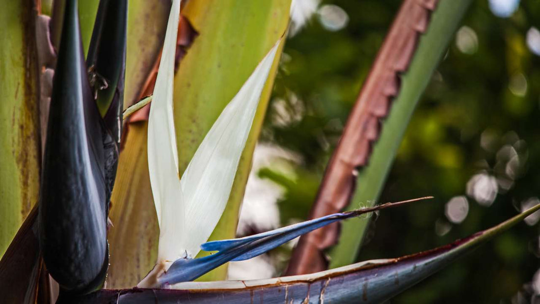 White Bird of Paradise