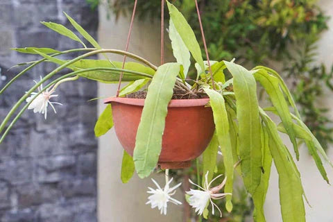 Orchid cactus with long green leaves and white flowers in a hanging terracotta pot outdoors