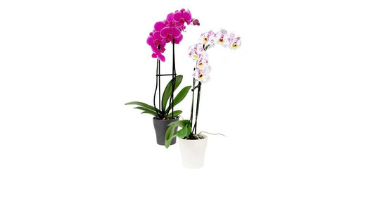 Orchid Plant Care
