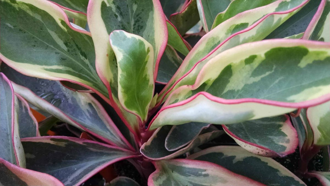 Tricolor Peperomia: The Perfect Addition to Your Indoor Garden