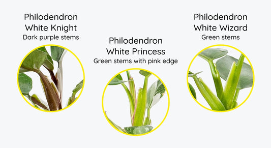 Difference Between Philodendron White Princess vs White Knight vs White Wizard