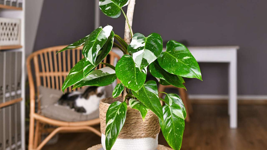 Care Guide for Philodendron White Princess