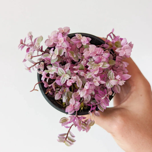 Pretty in Pink: A Guide to Pink Panther Plant Care