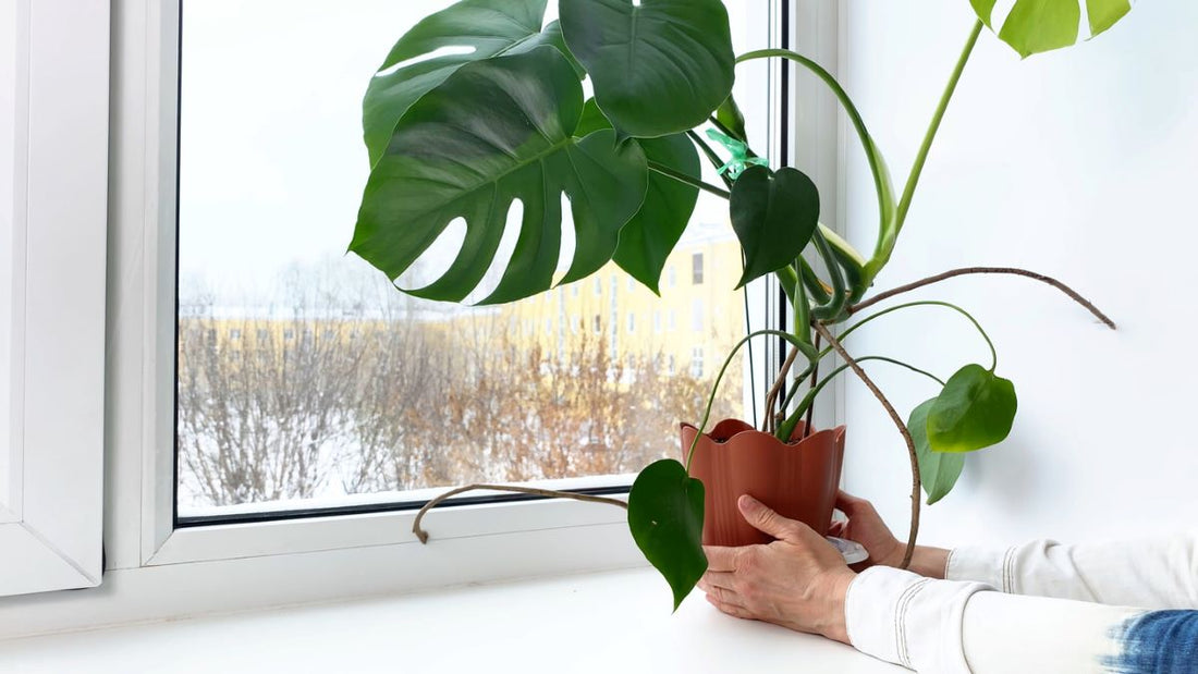 Plant care during the winter days
