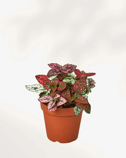 Polka dot plant with red and green leaves in a terracotta pot, ideal for indoor decor
