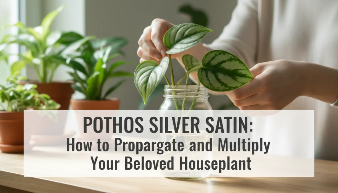 Pothos Silver Satin