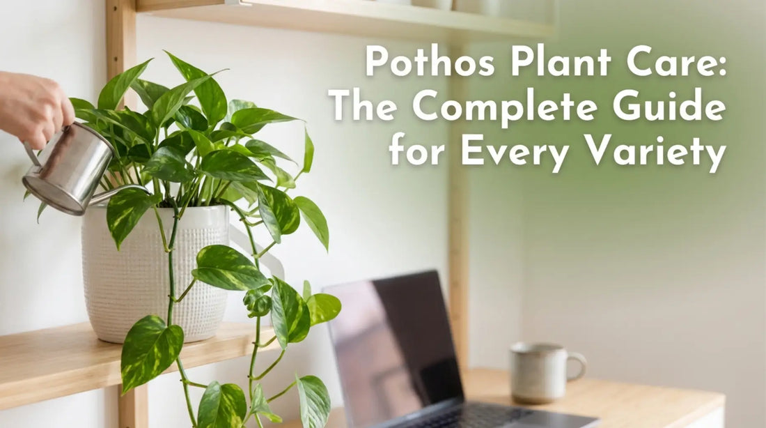 Pothos plant care