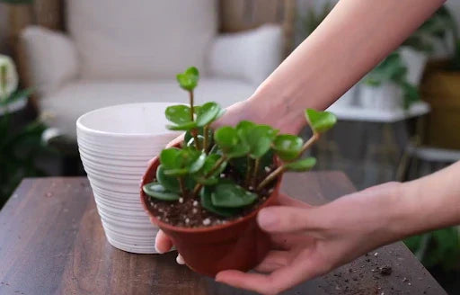 Hands holding Peperomia Hope plant in a plastic nursery pot, preparing for repotting into a larger white ceramic planter.