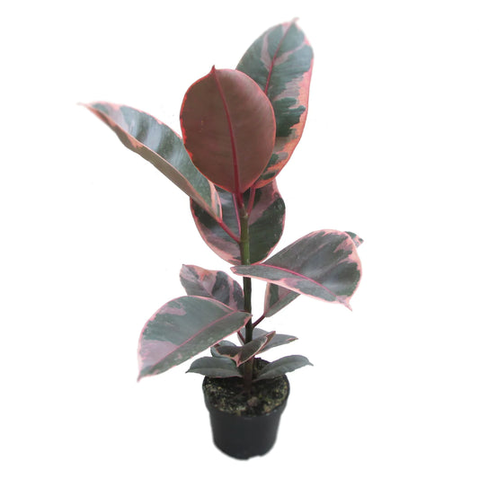 Red Ruby Ficus Plant