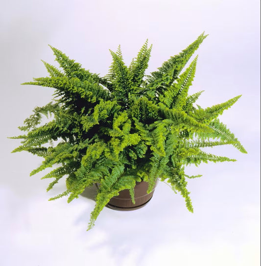 Discover simple ways to keep your luscious Ruffles Fern in perfect condition with this detailed guide on care and maintenance. Start now!