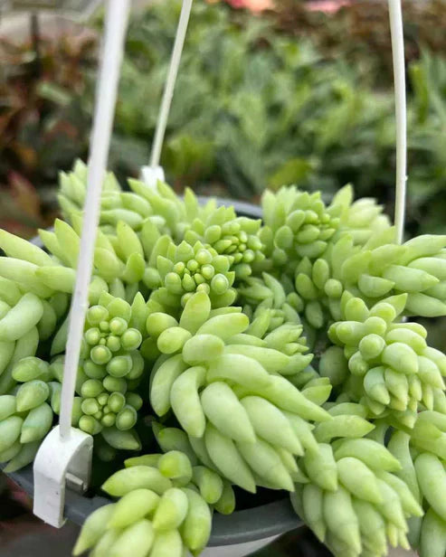 Sedum Burrito succulent in hanging pot with plump green leaves.