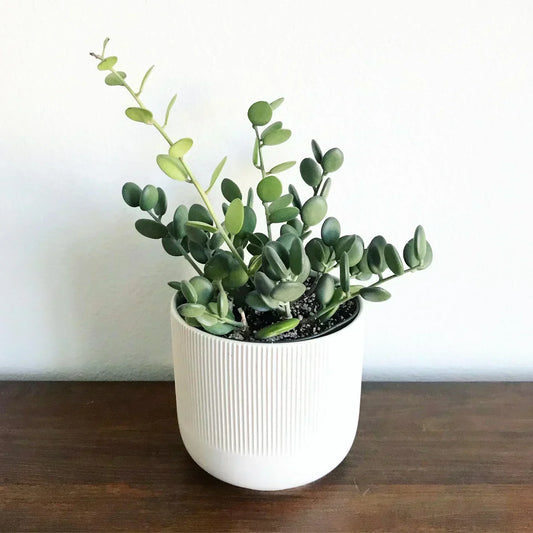 Silver Dollar Vine in a white ribbed pot on a wooden shelf against a white wall