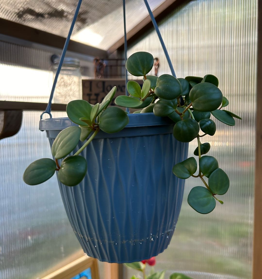 Growing a Thriving Peperomia Hope