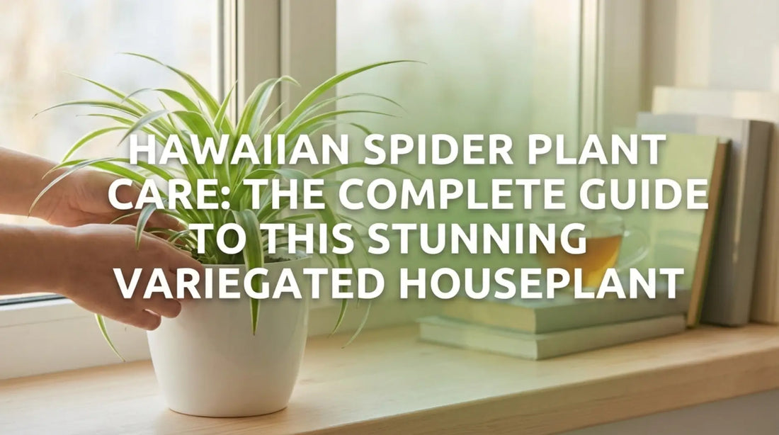 Spider Plant Hawaiian