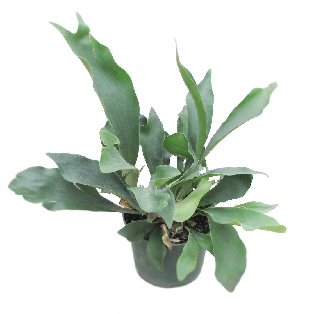 Give your staghorn fern the nutrients it needs to thrive! Read our comprehensive guide and discover all the essential elements of feeding staghorn ferns.