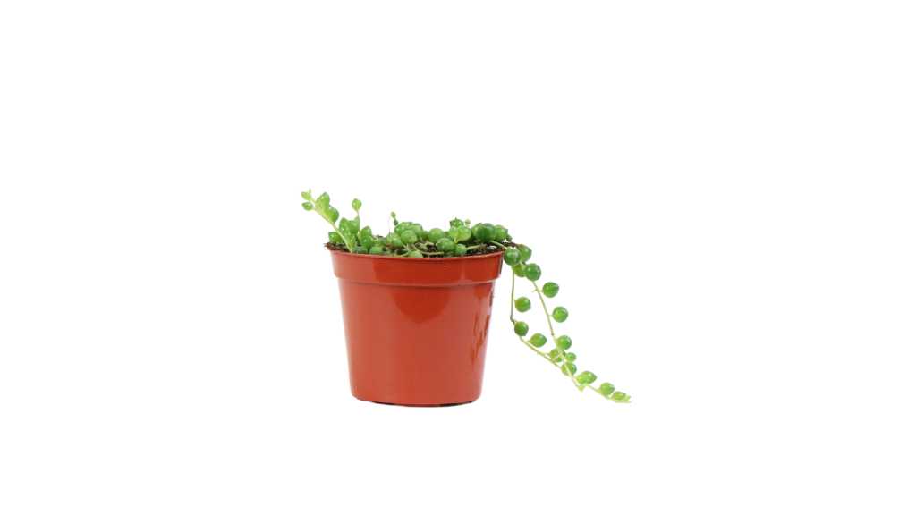 String Of Pearls Plant Care