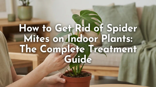Tackling Spider Mites
