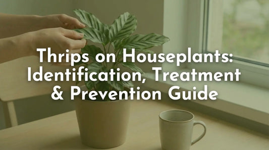 Thrips Garden Pest Management Guide