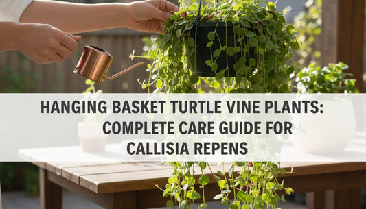 Turtle Vine Plants