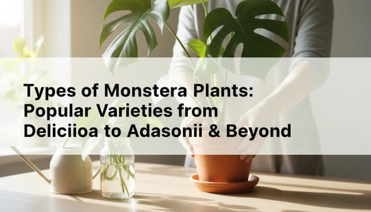 Types of Monstera Plants