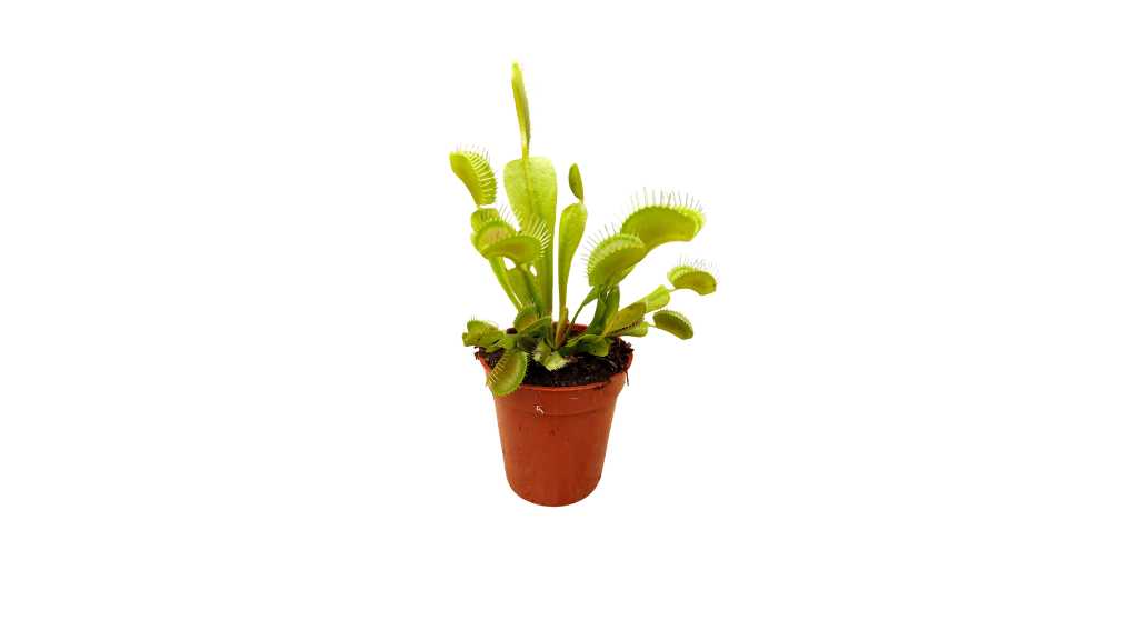 Venus Fly Trap Plant Care