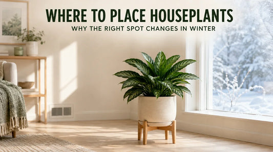 Chinese Evergreen Silver Bay houseplant placed near a bright window in winter.
