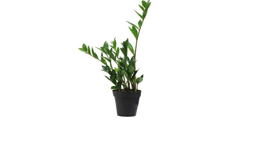 ZZ Plant Care | Buy Online