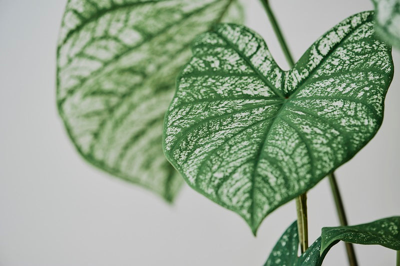 Alocasia Plant Care