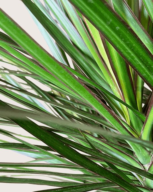 How to Take Care of Dracaena Bicolor