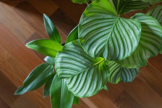 How to take care of Calathea Plant