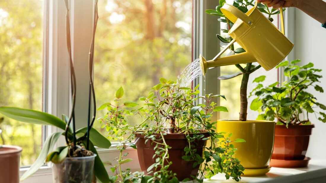 Watering plants with yellow can