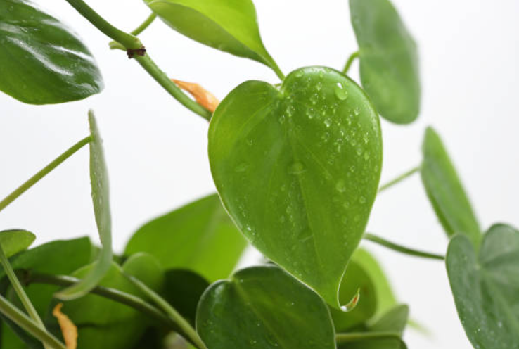 A complete care guide for your Philodendron Cordatum plant.