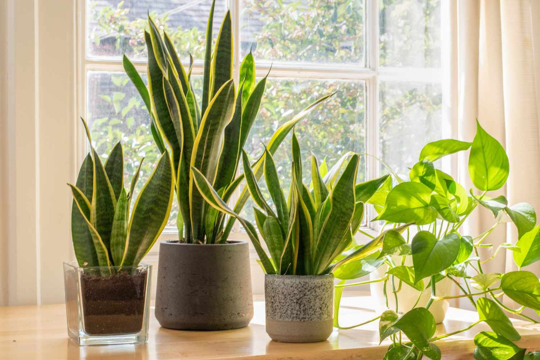 What Are the Benefits Of a Snake Plant?