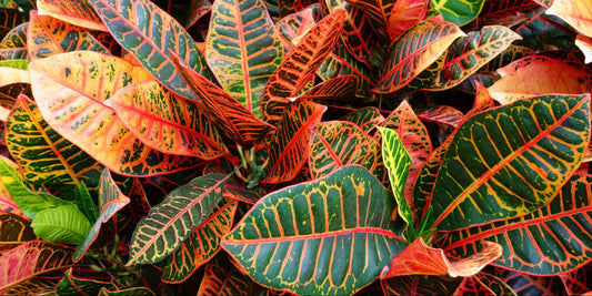 How to Grow a Croton Plant - Full Guide