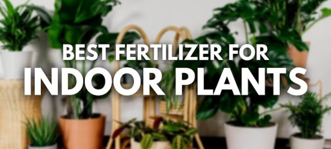 Indoor Plant Fertilizer Buying Guide 2024