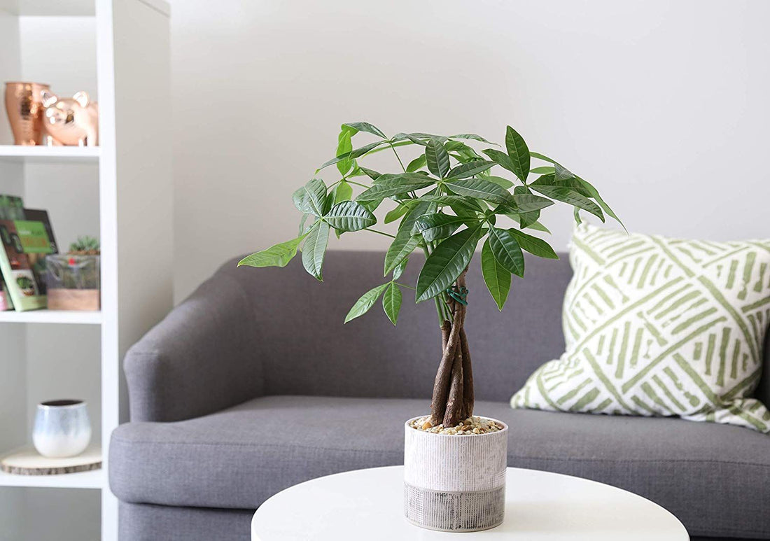 A Beginner's Guide to Growing a Money Tree