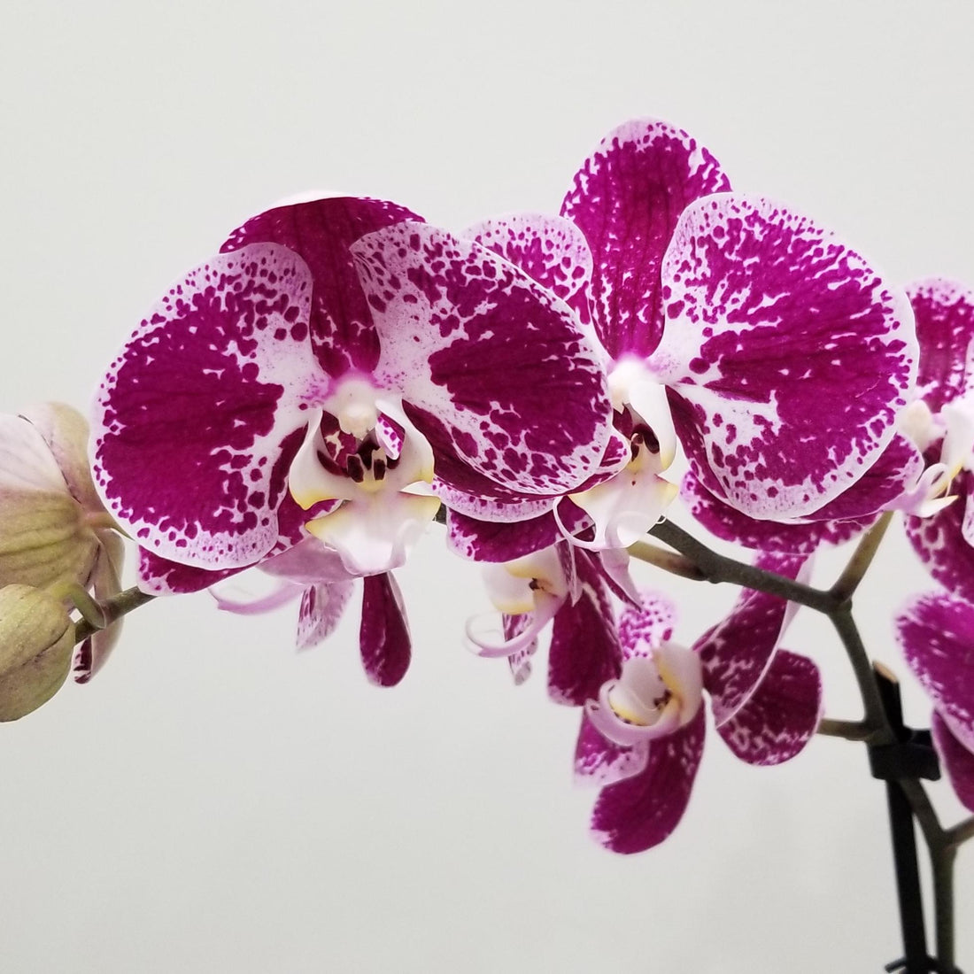 Create the perfect environment for your Magnifica Orchid to thrive with this step-by-step guide! Learn how to properly plant and care for these exquisite flowers here.