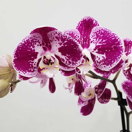 Magnifica Orchid 