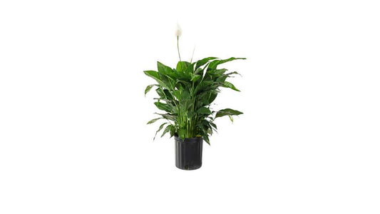 Peace Lily plant care