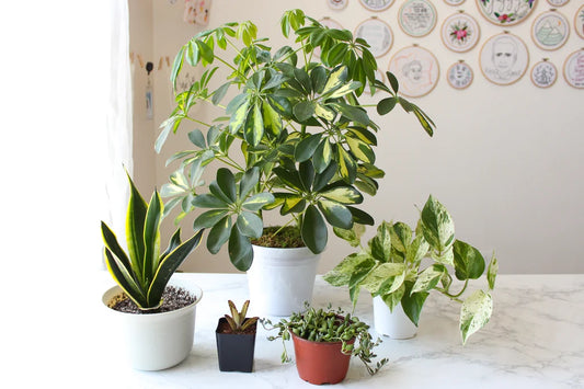 Choosing the Right Pot Size for Your Indoor Plants: A Comprehensive Guide