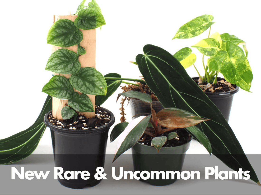 Rare and Uncommon Plants