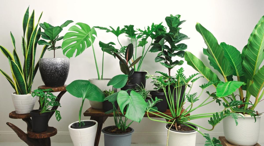 Impress Your Guests With This List of Unusual Houseplants