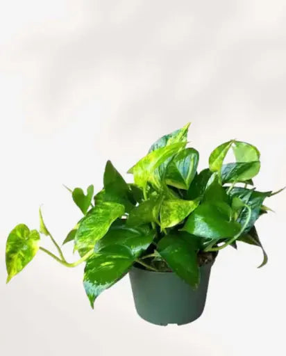 Complete Guide to the Different Types of Pothos Plants