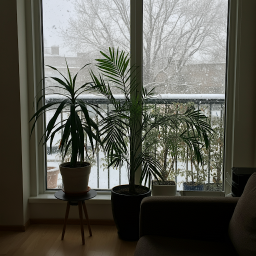 How To Keep Plants Alive in Winter? 