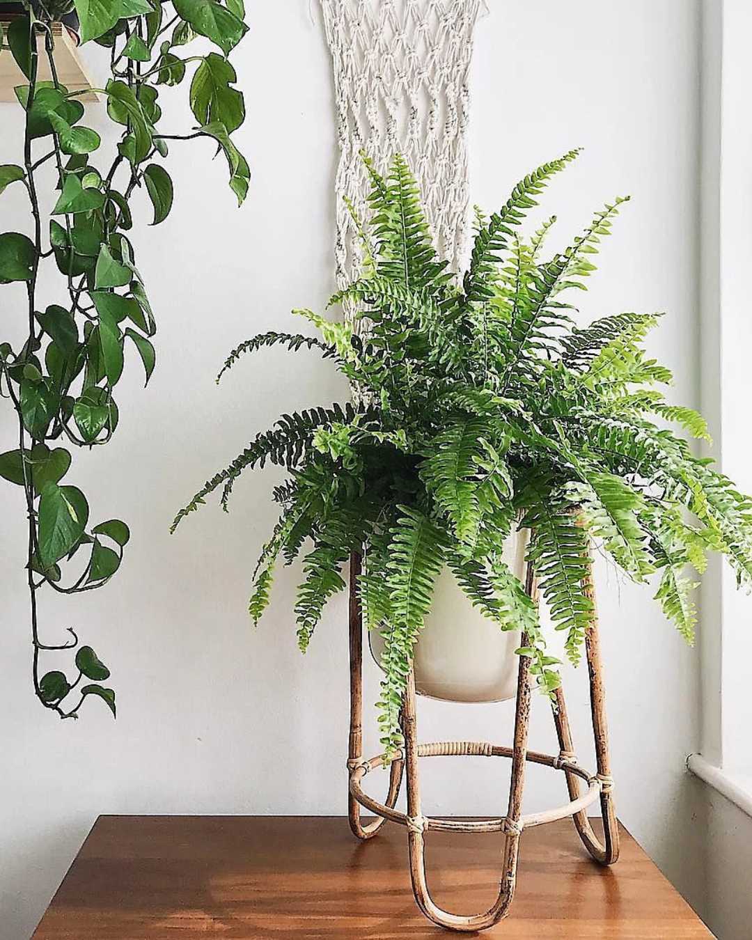 Ferns: Pet-Friendly and Easy-Care Indoor Plants