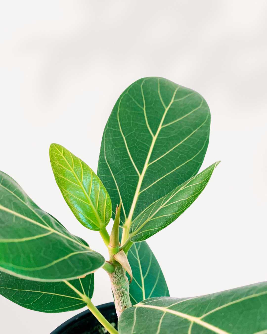 Ficus Plants