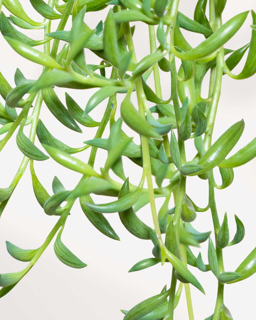 Stringing Plants Buy String of Plants Online - Mygreenscape.ca | Mygreenscape | Buy ...