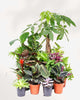 Indoor Houseplant Bundle Pack of 10